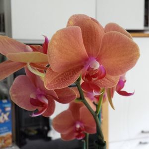 Meet your Posher, Jeannette