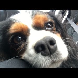 Meet your Posher, Shannon