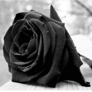 Meet your Posher, Ismael