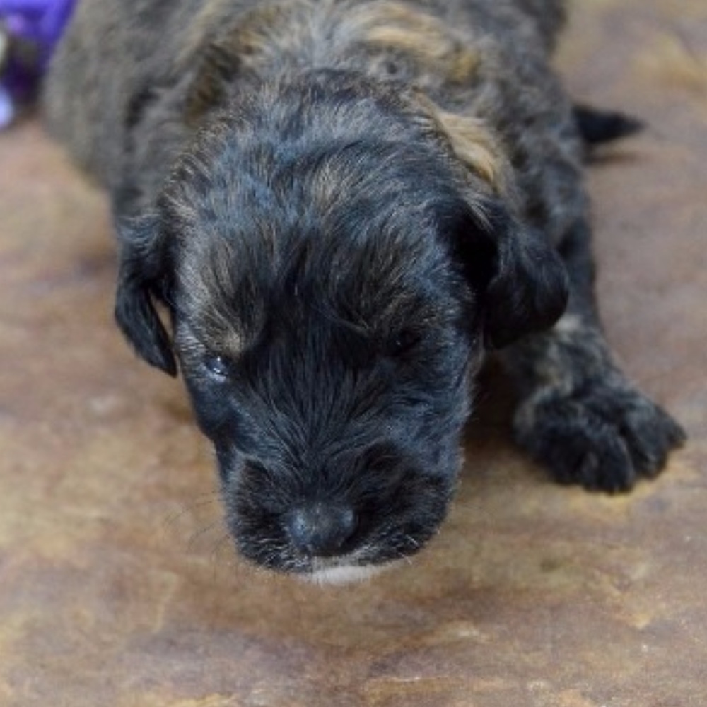 Meet your Posher, JoJo