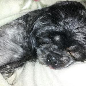 Meet your Posher, Pamela