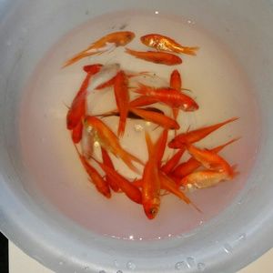 Meet your Posher, Derick