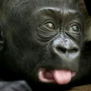 Meet your Posher, Demetrius