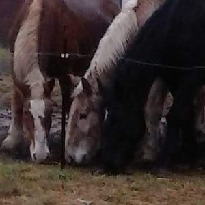 Meet your Posher, Chantell