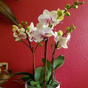 Meet your Posher, Catherine