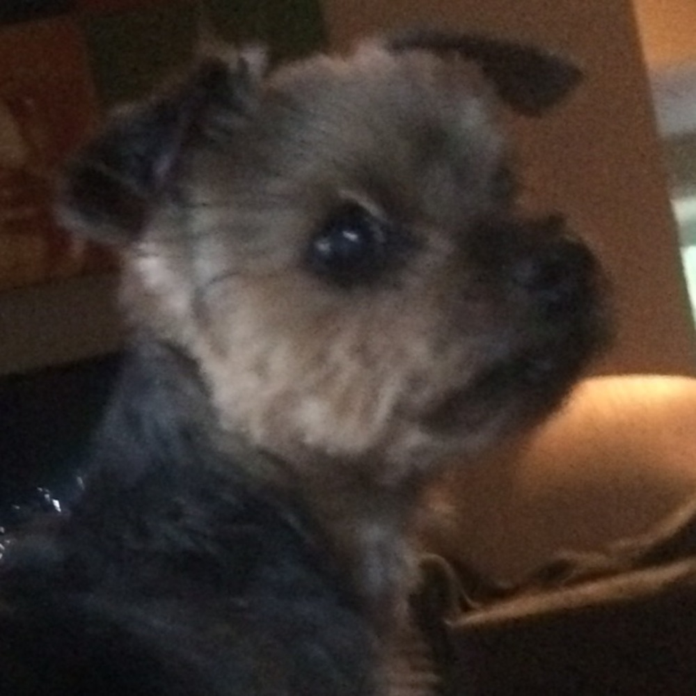 Meet your Posher, Annie