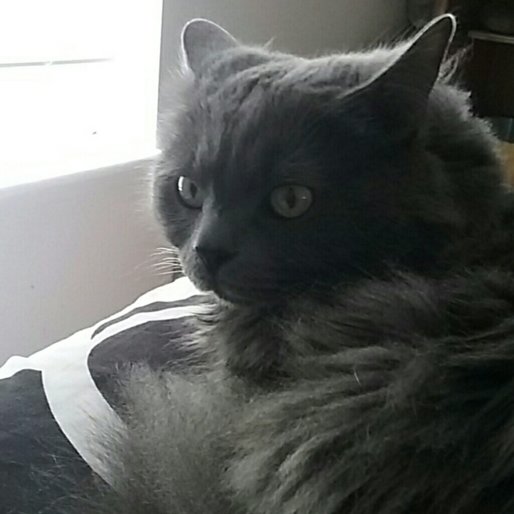 Meet your Posher, Susan