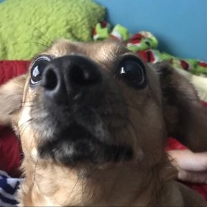 Meet your Posher, Daisy