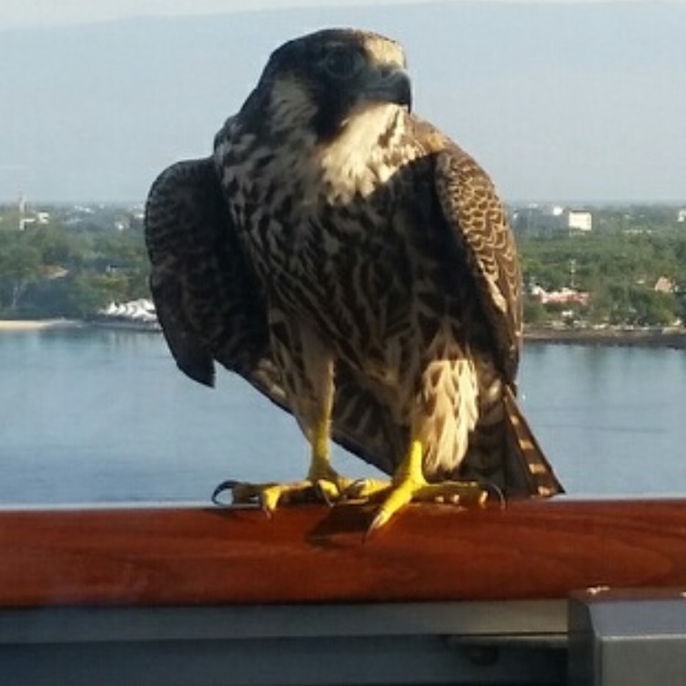 Meet your Posher, Donna