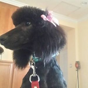 Meet your Posher, Missy