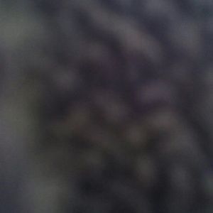 Meet your Posher, Cheyenne