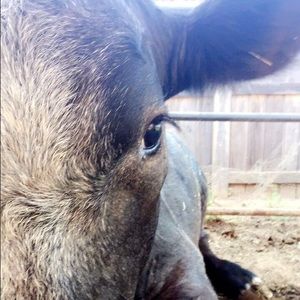 Meet your Posher, Monica