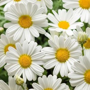 Meet your Posher, Lyndsay