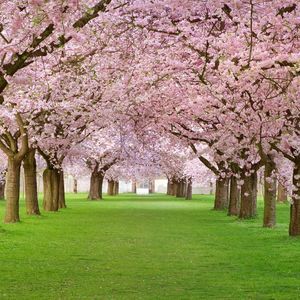 Meet your Posher, Pamela