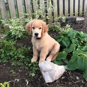 Meet your Posher, Paul