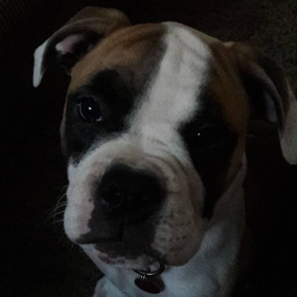 Meet your Posher, Anne