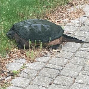 Meet your Posher, Zipporah