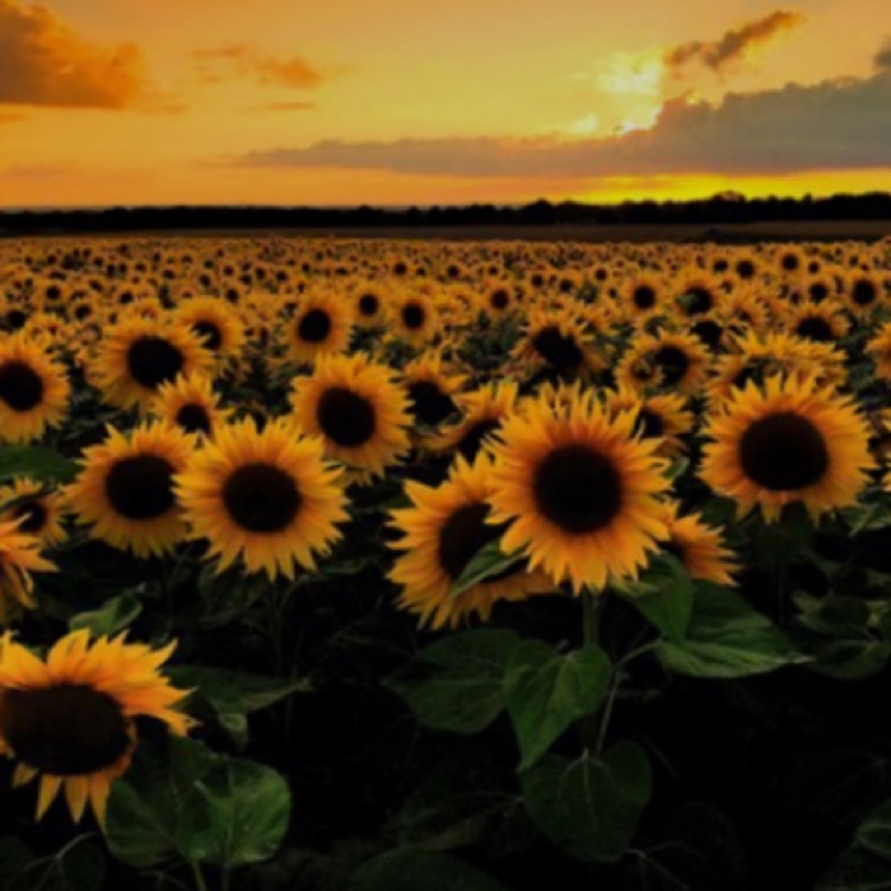 Meet your Posher, Skyler