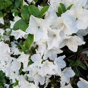 Meet your Posher, Maesa