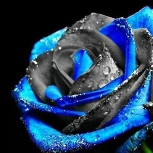 Meet your Posher, Joellen