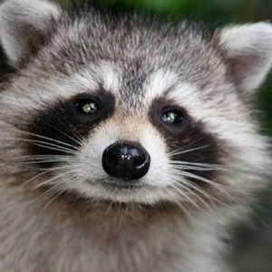 Meet your Posher, Bob