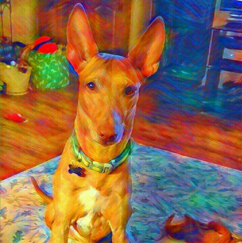 Meet your Posher, Dawn