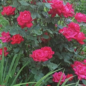 Meet your Posher, Connie