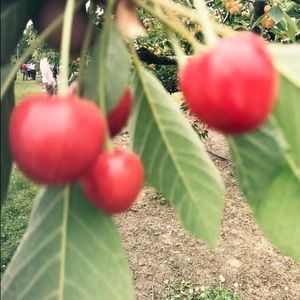 Meet your Posher, Tara