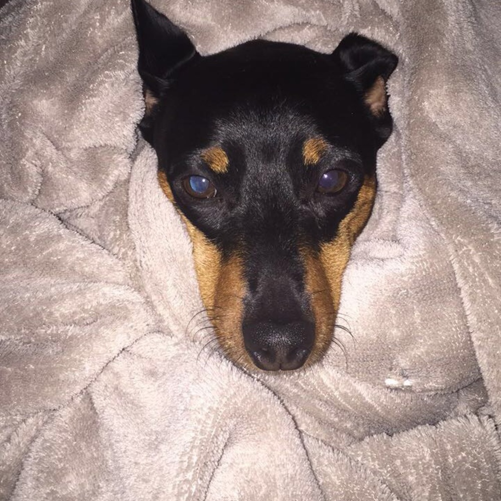 Meet your Posher, Josey