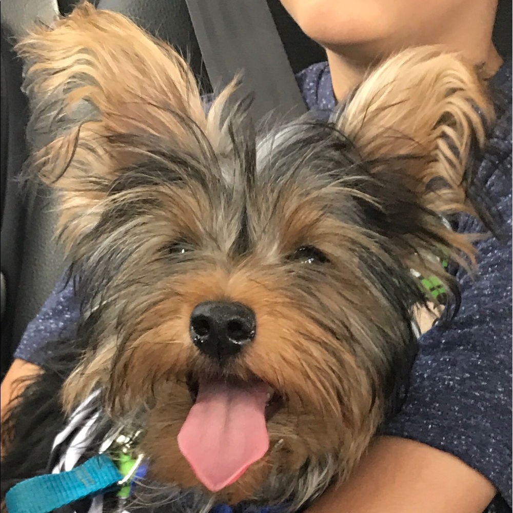 Meet your Posher, Iris