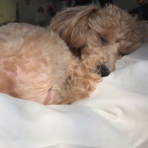 Meet your Posher, Sally