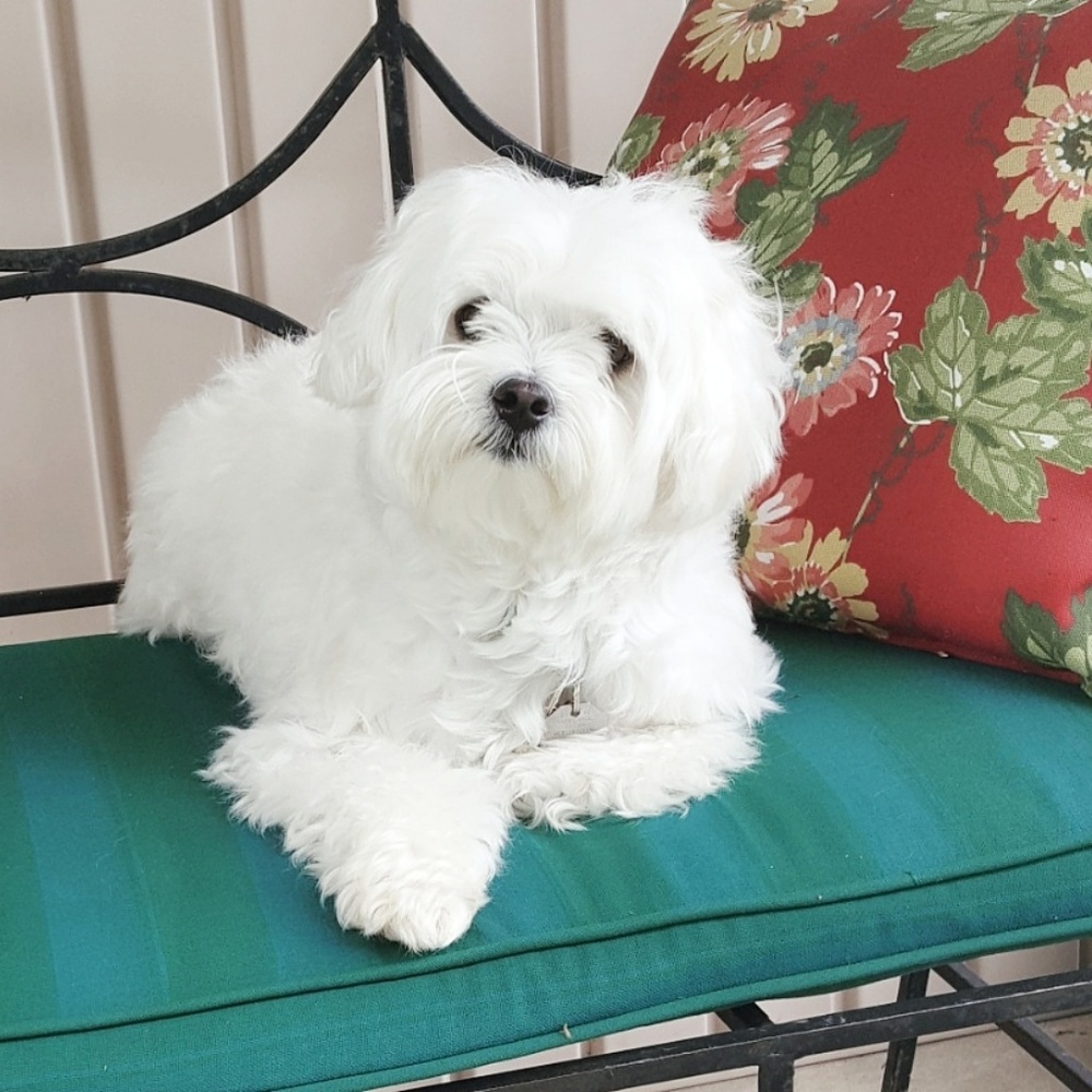 Meet your Posher, Sandra - Picture 4 of 4