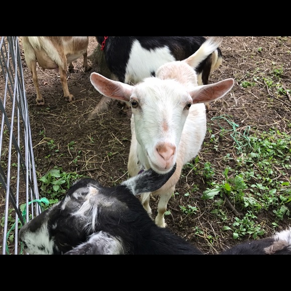 Meet your Posher, Laurie - Picture 1 of 1