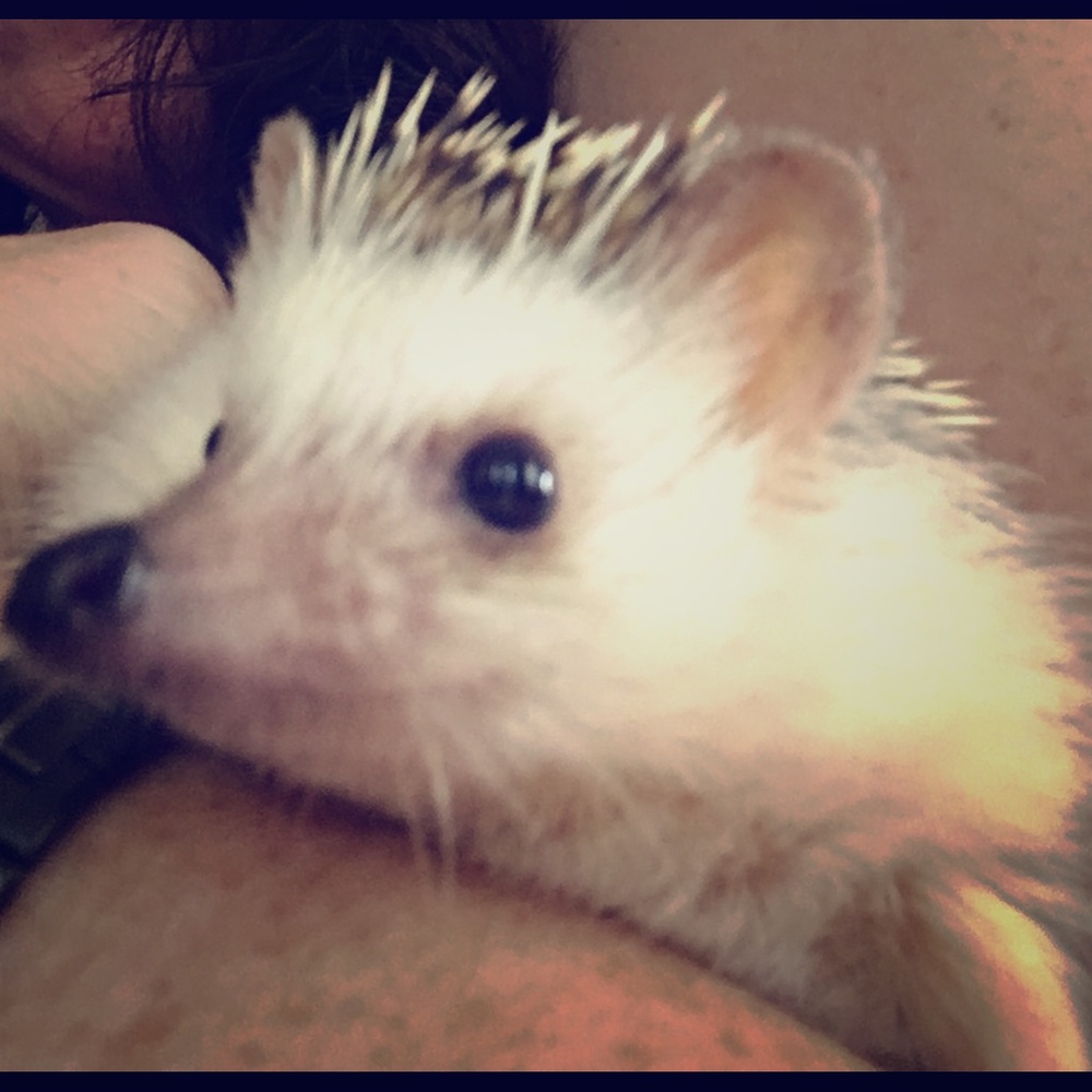 Please Pray for Flower the Hedgehog