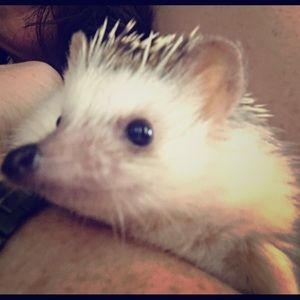 Please Pray for Flower the Hedgehog