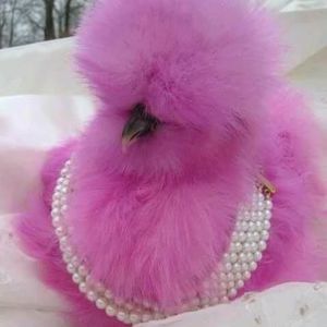 Meet your Posher, Patricia