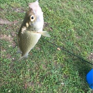 Meet your Posher, Winter