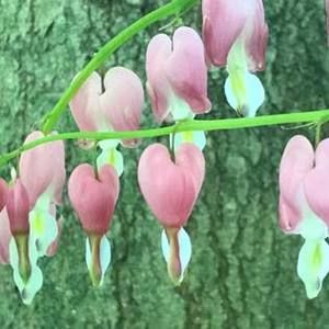 Meet your Posher, Ariel