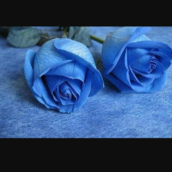 Meet your Posher, Trinetta - Picture 1 of 1