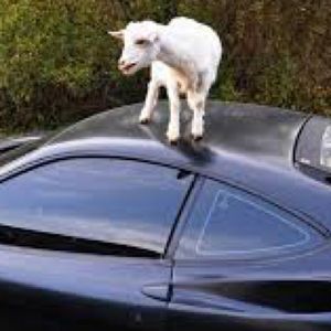 Meet your Posher, Riley