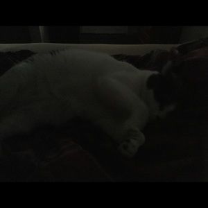 Meet your Posher, Theodore