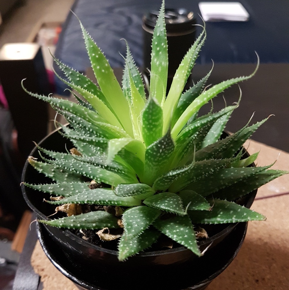 Meet your Posher, Tajah