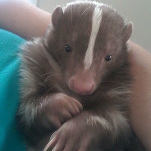 Meet your Posher, Renee