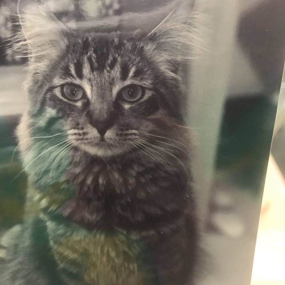 Meet your Posher, Shannon