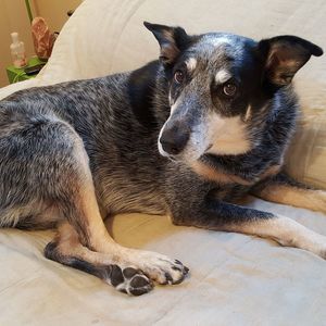 Meet your Posher, Susan