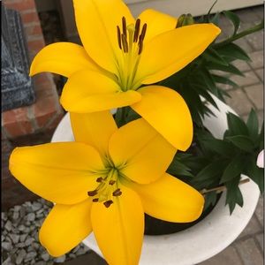 Meet your Posher, Vivi