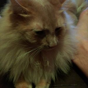 Meet your Posher, Wesley