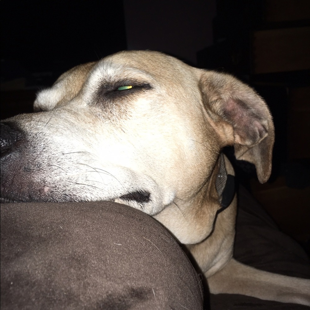 Meet your Posher, Ann