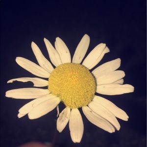 Meet your Posher, Isabella