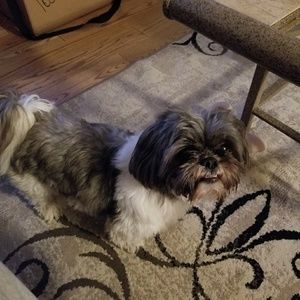 Meet your Posher, Willard